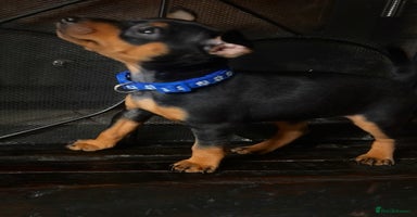Miniature Pinscher dogs - Advert 14