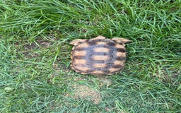 Tortoise reptiles for sale: Sulcata Tortoise 2 year old Female?  - Image 5