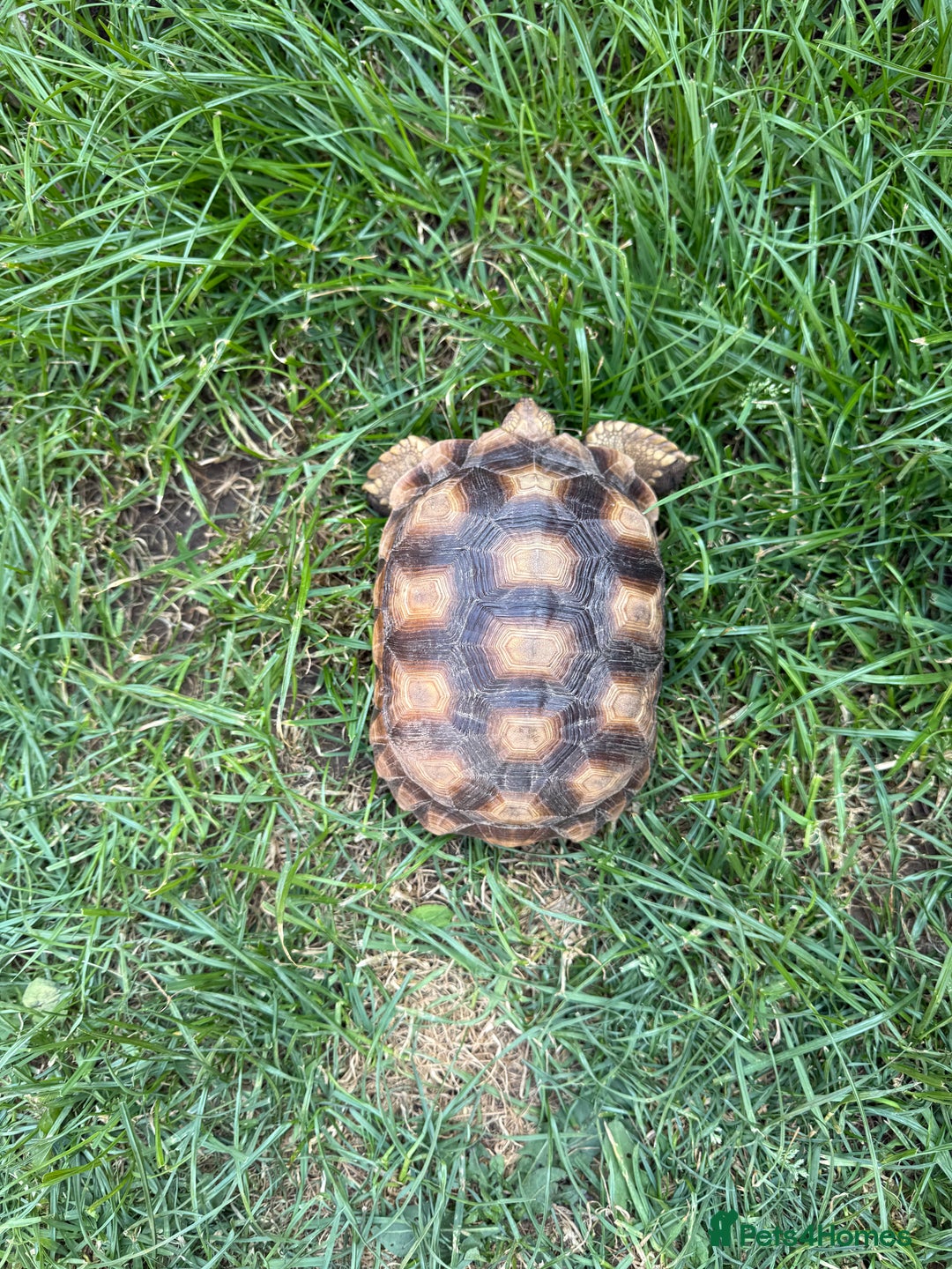 Tortoise reptiles for sale: Sulcata Tortoise 2 year old Female?  - Image 5