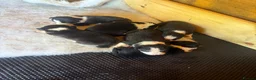 Border Collie dogs for sale: 6 Beautiful Border Collie Puppies - Advert 4