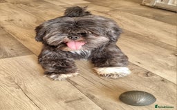 Shih Tzu dogs for sale: Loving cheeky Shihtzu for loving home ❤️ - Image 7