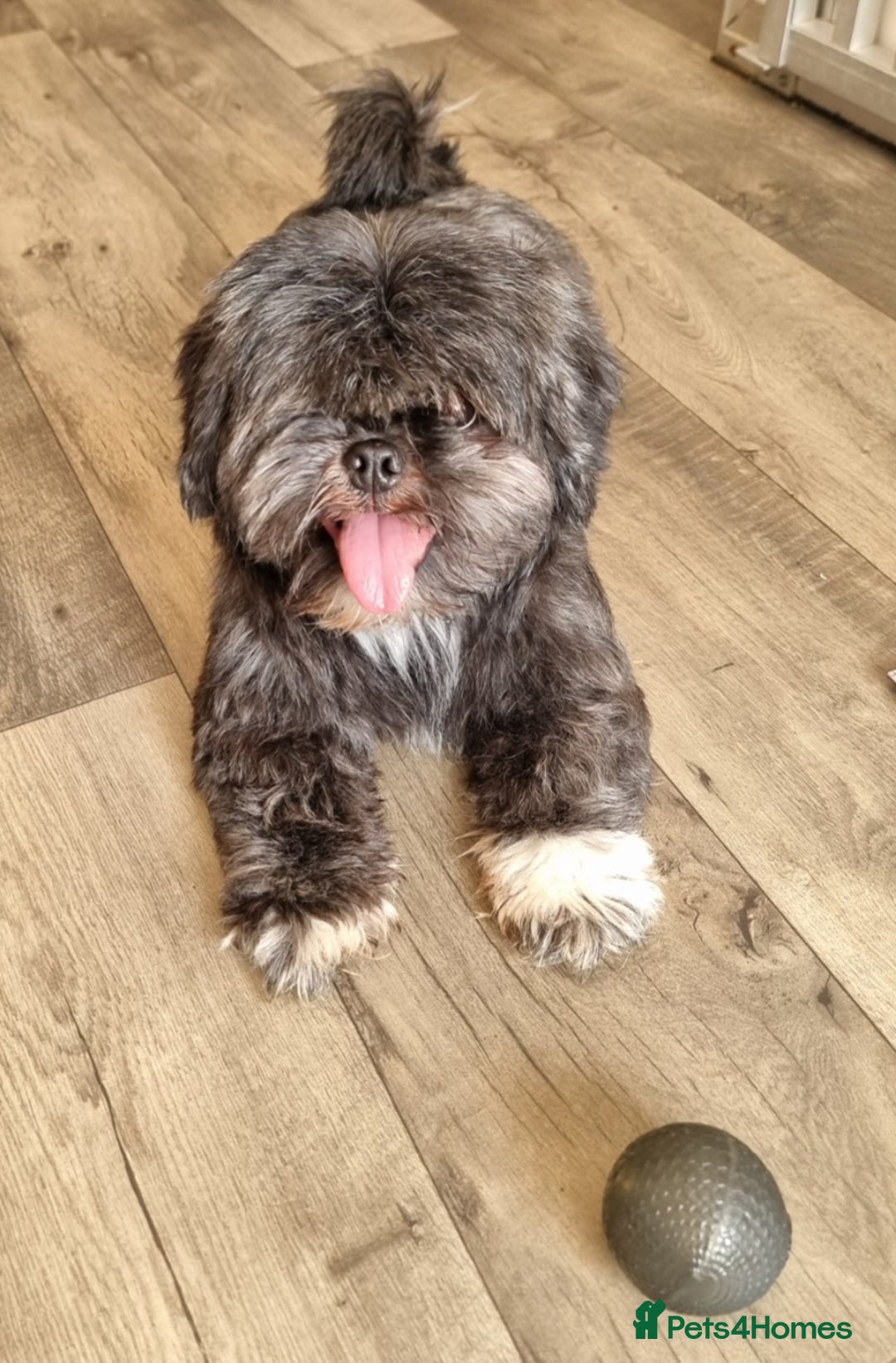 Shih Tzu dogs for sale: Loving cheeky Shihtzu for loving home ❤️ - Image 7