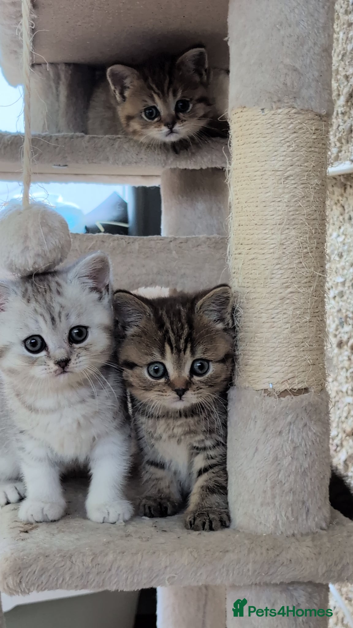Mixed Breed cats for sale: Stunning TeddyBear Persian Chinchilla x BSH girls  - Advert 6