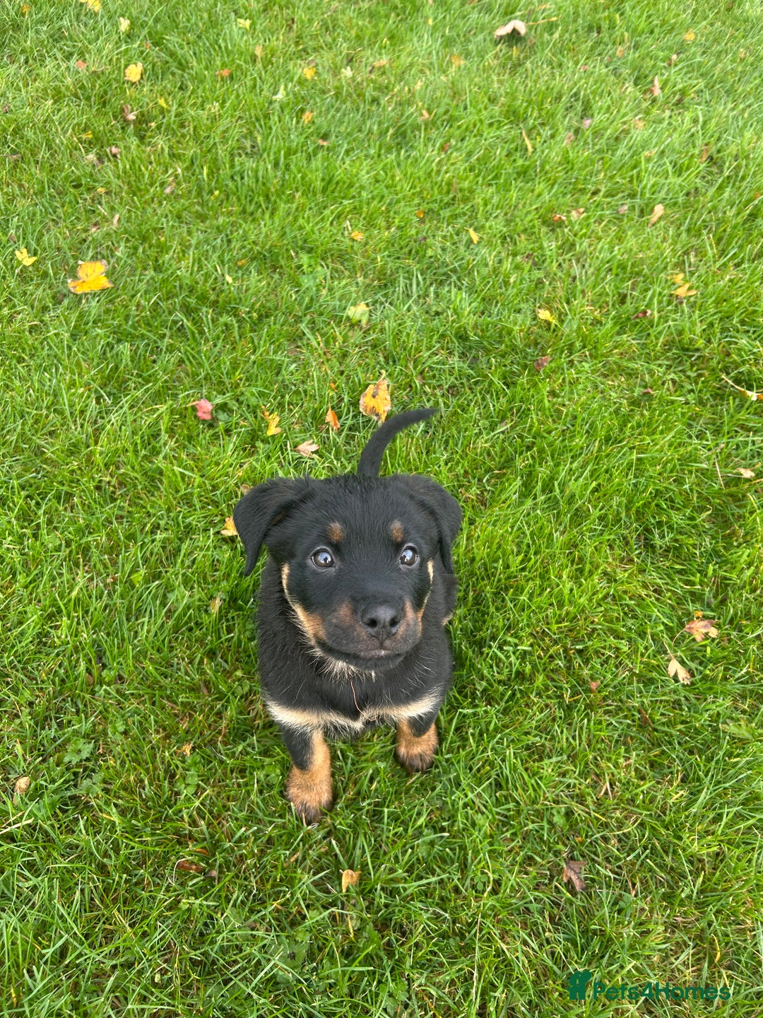 Rottweiler dogs for sale: Rottweiler  - Advert 7