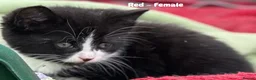 Mixed Breed cats for sale: Fluffy, Happy, Healthy Kittens! in Bungay - Advert 11