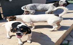 Jack Russell dogs for adoption: Viivi,a lively little soul needs forever home - Image 11