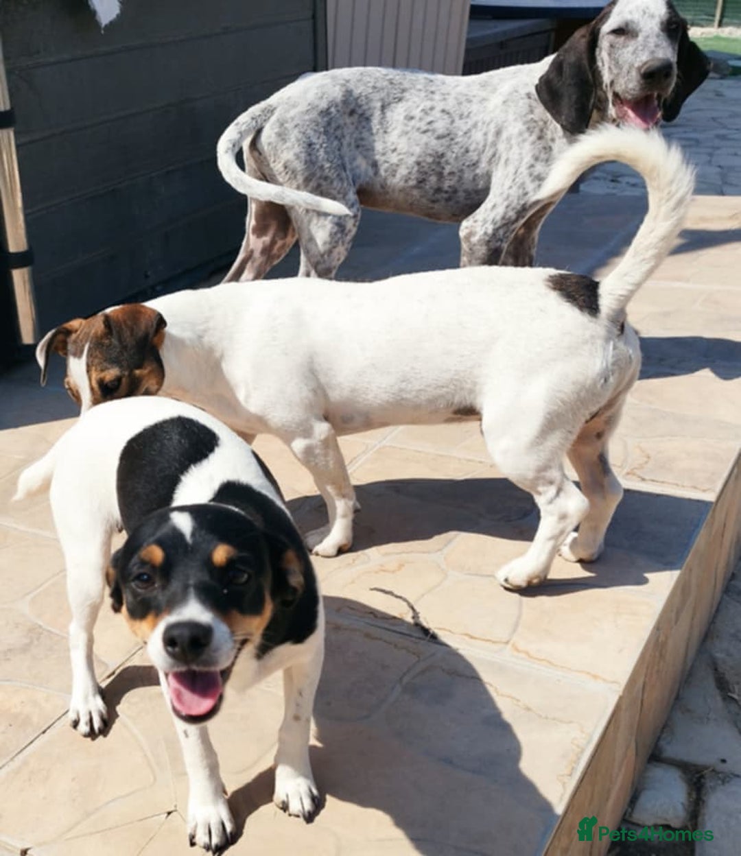 Jack Russell dogs for adoption: Viivi,a lively little soul needs forever home - Image 11
