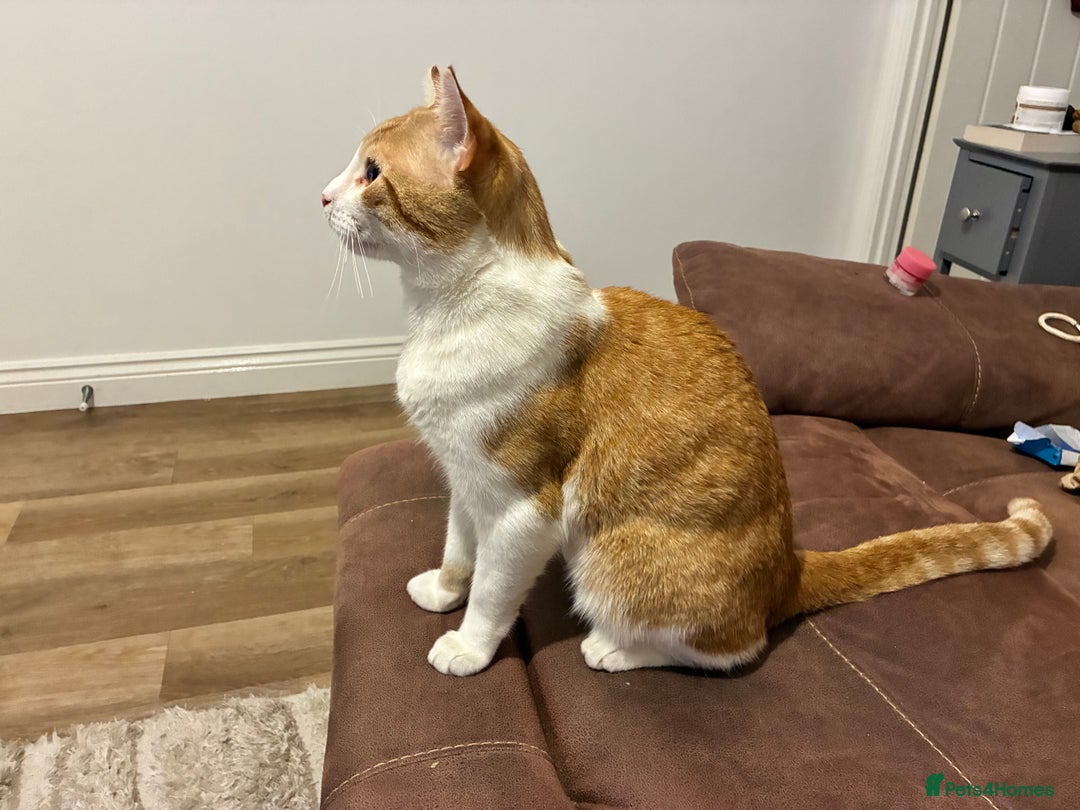 Mixed Breed cats for sale: Garfield – Friendly Young Cat Seeking Loving Home - Advert 5