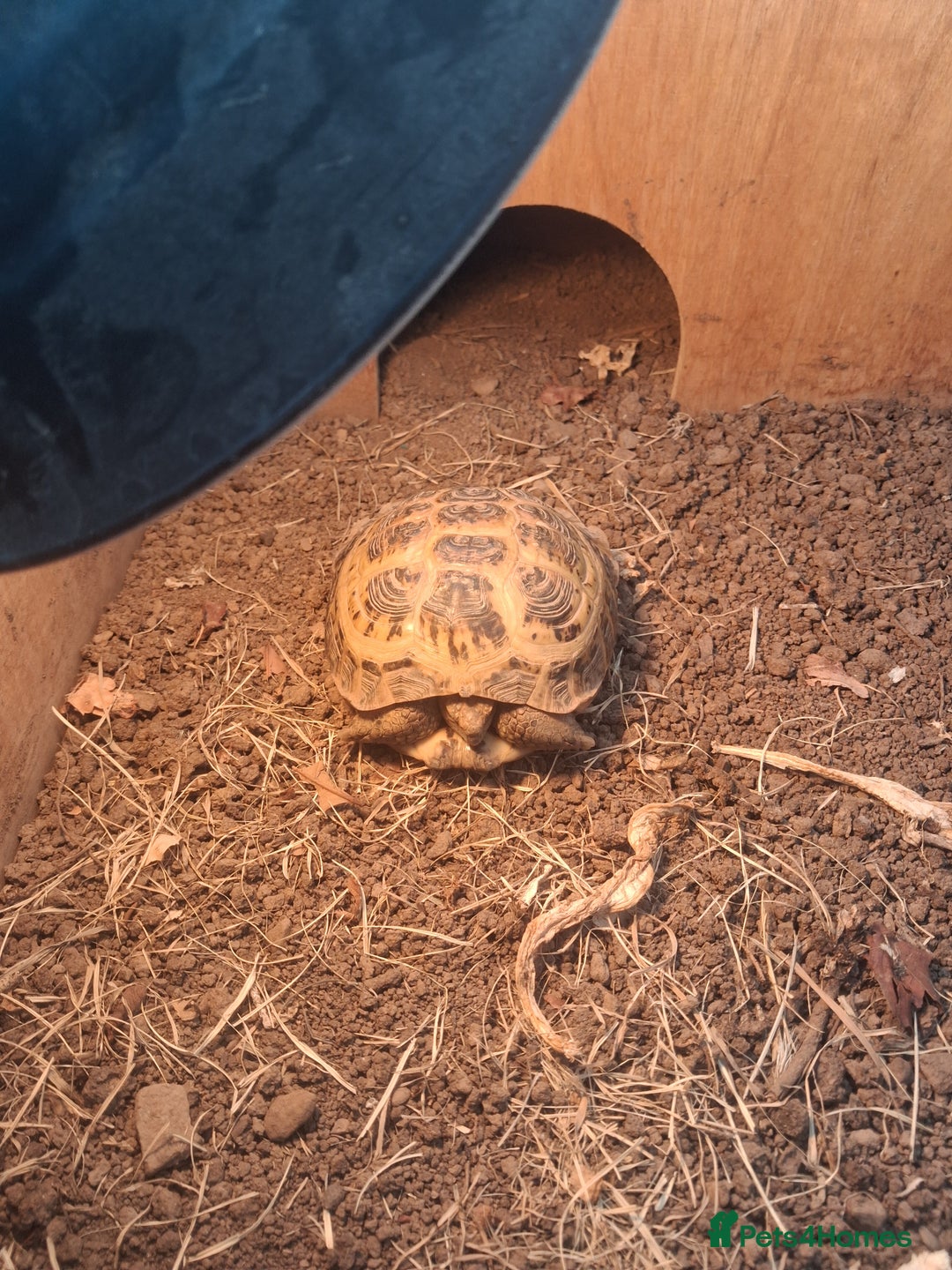 Tortoise reptiles for sale: Tortice for sale- does not hibernate - Advert 1
