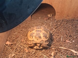 Tortoise reptiles Tortice for sale- does not hibernate - Advert 2
