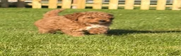 Mixed Breed dogs for sale: Toy Poodle  - Advert 5