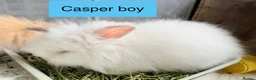 Lionhead rabbits for sale: Double Maned super Fluffy Lionheads READY NOW 🥳 - Advert 18