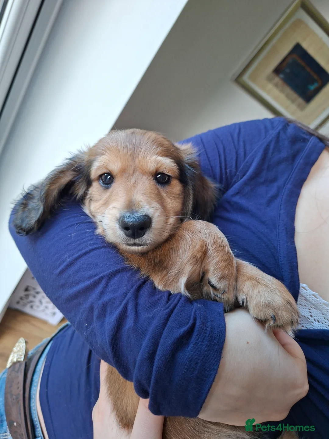 Miniature Dachshund dogs for sale: Long haired miniature dachshund puppy - Advert 1