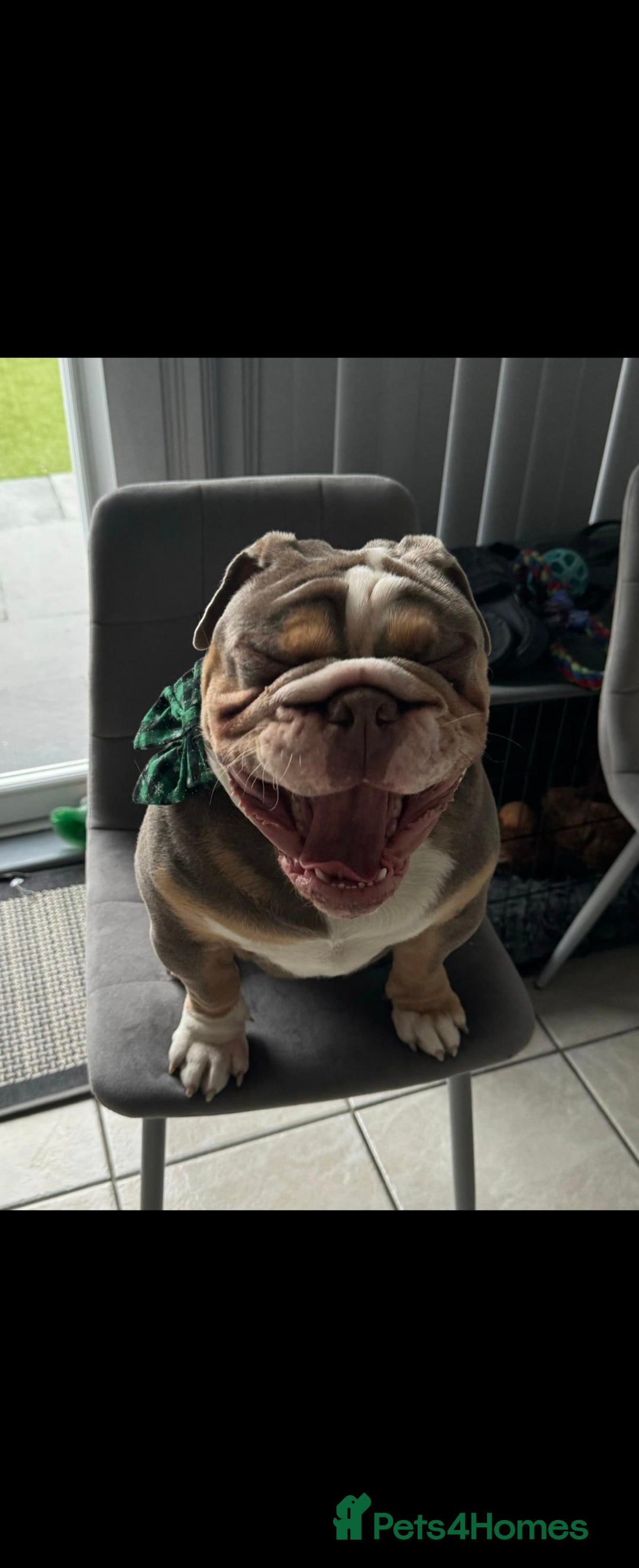 English Bulldog dogs for stud: RUBBLE FOR STUD - Advert 1