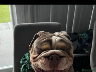 English Bulldog dogs RUBBLE FOR STUD - Advert 1