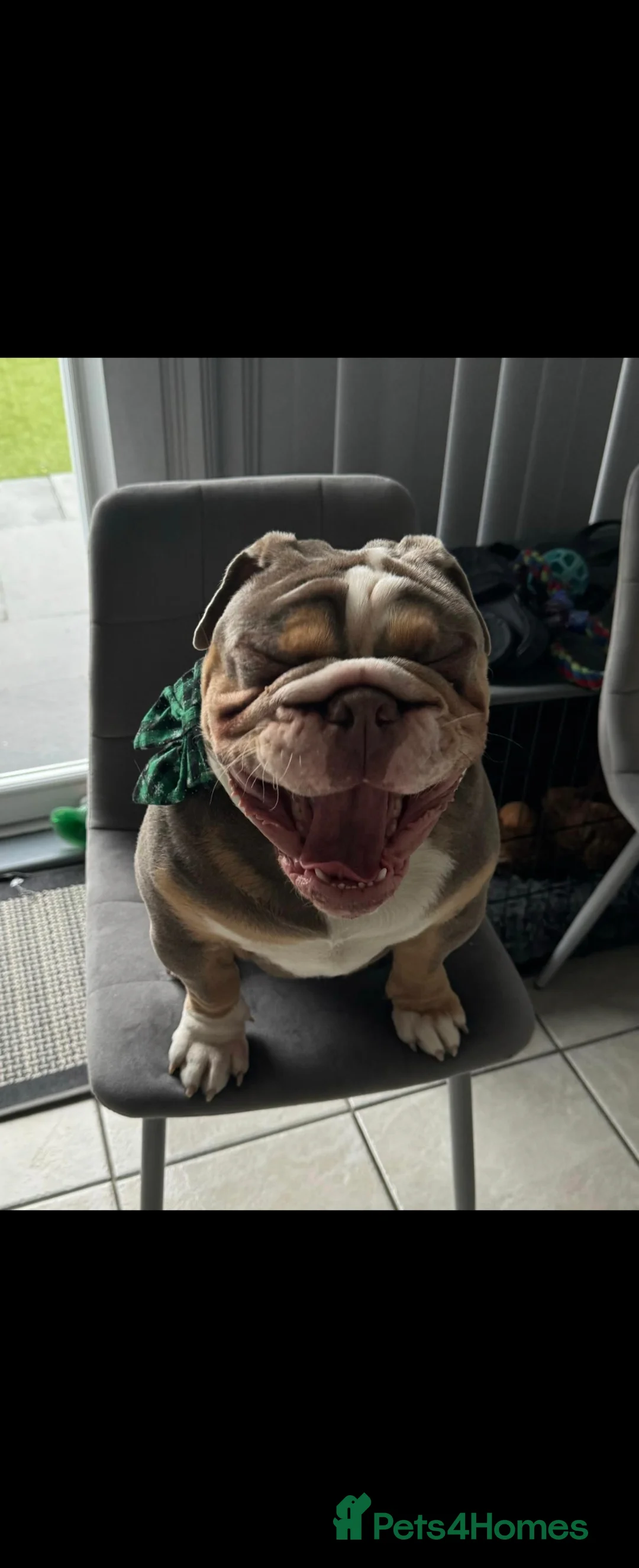 English Bulldog dogs for stud: RUBBLE FOR STUD - Advert 1