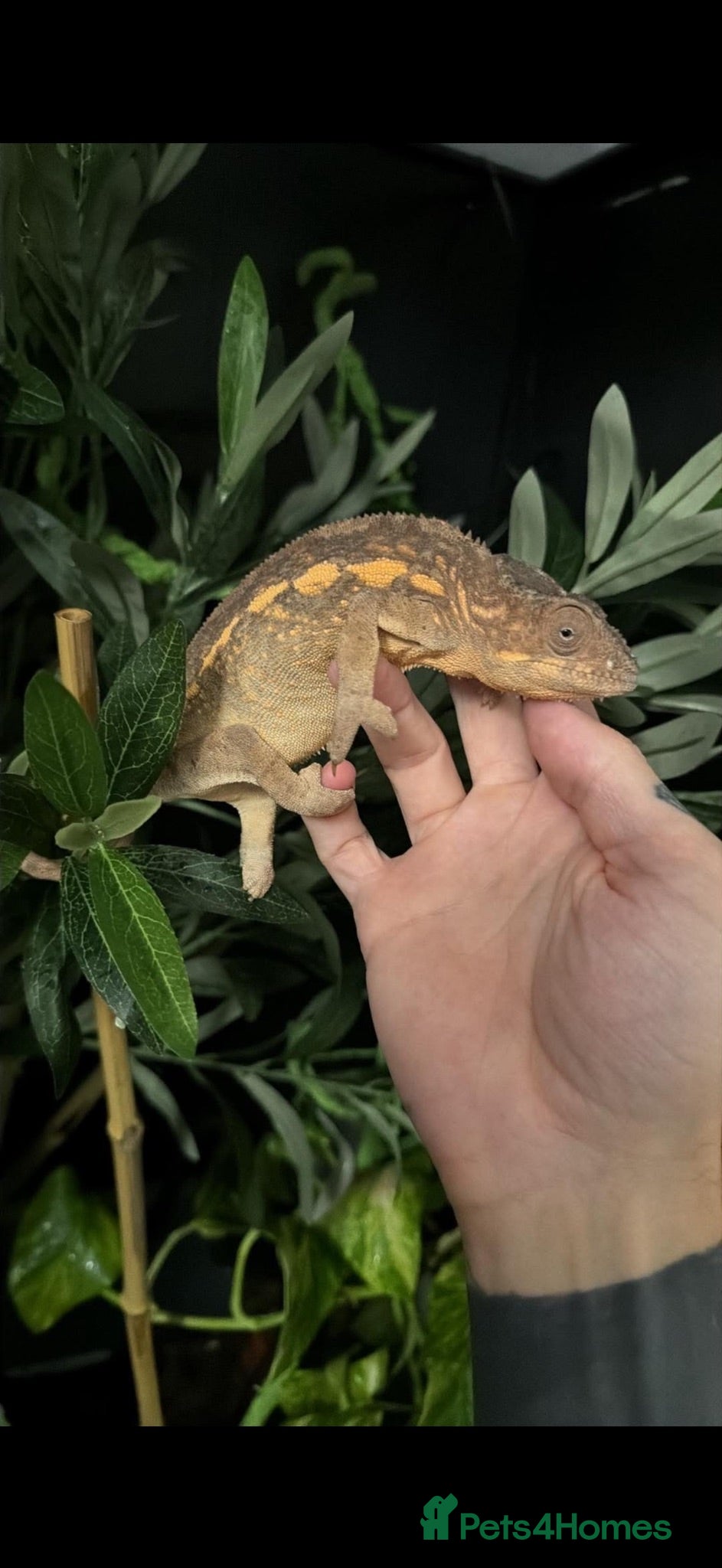 Chameleon reptiles Female panther chameleon  - Advert 1