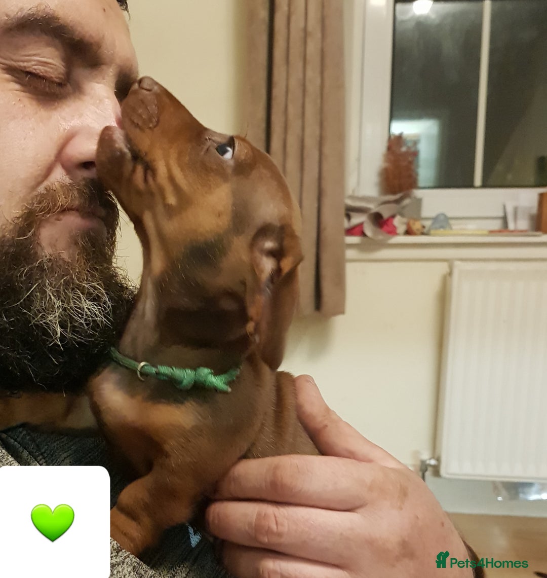 Dachshund dogs for sale: READY NOW Dachshund Puppies - Image 33