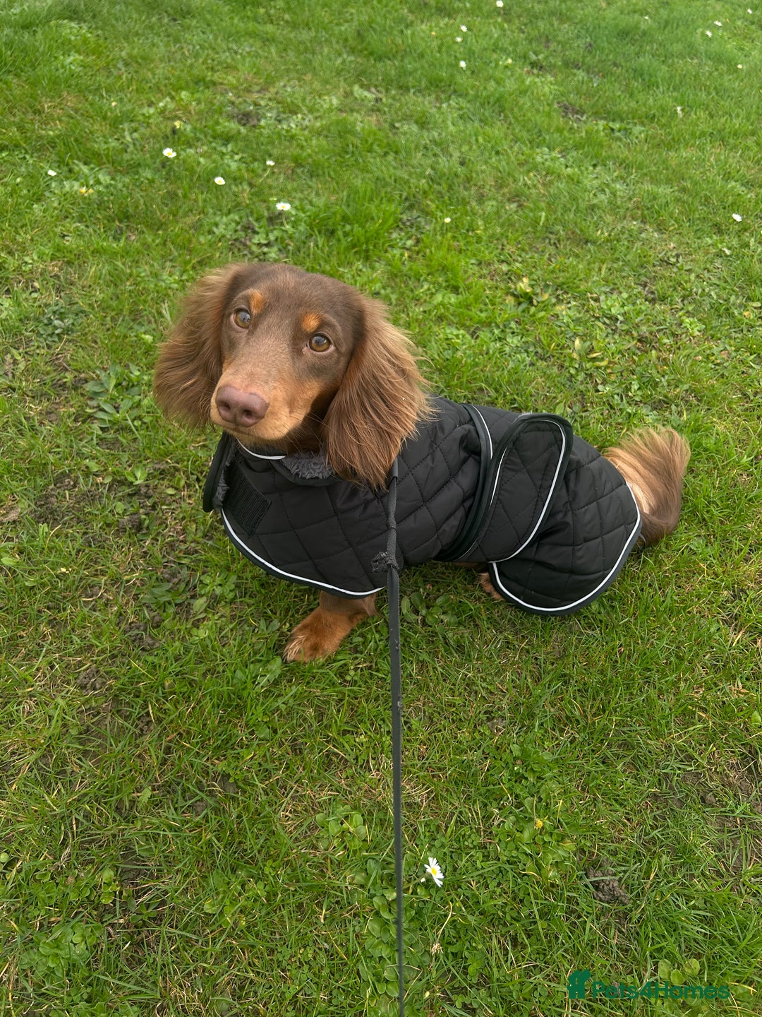 Miniature Dachshund dogs for stud: Miniature Long Haired Dachshund for Stud - Advert 1