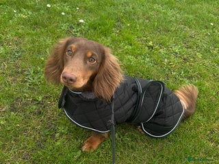 Miniature Dachshund dogs Miniature Long Haired Dachshund for Stud - Advert 1