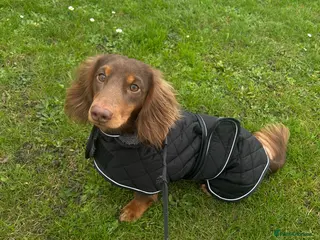 Miniature Dachshund dogs Miniature Long Haired Dachshund for Stud - Advert 17