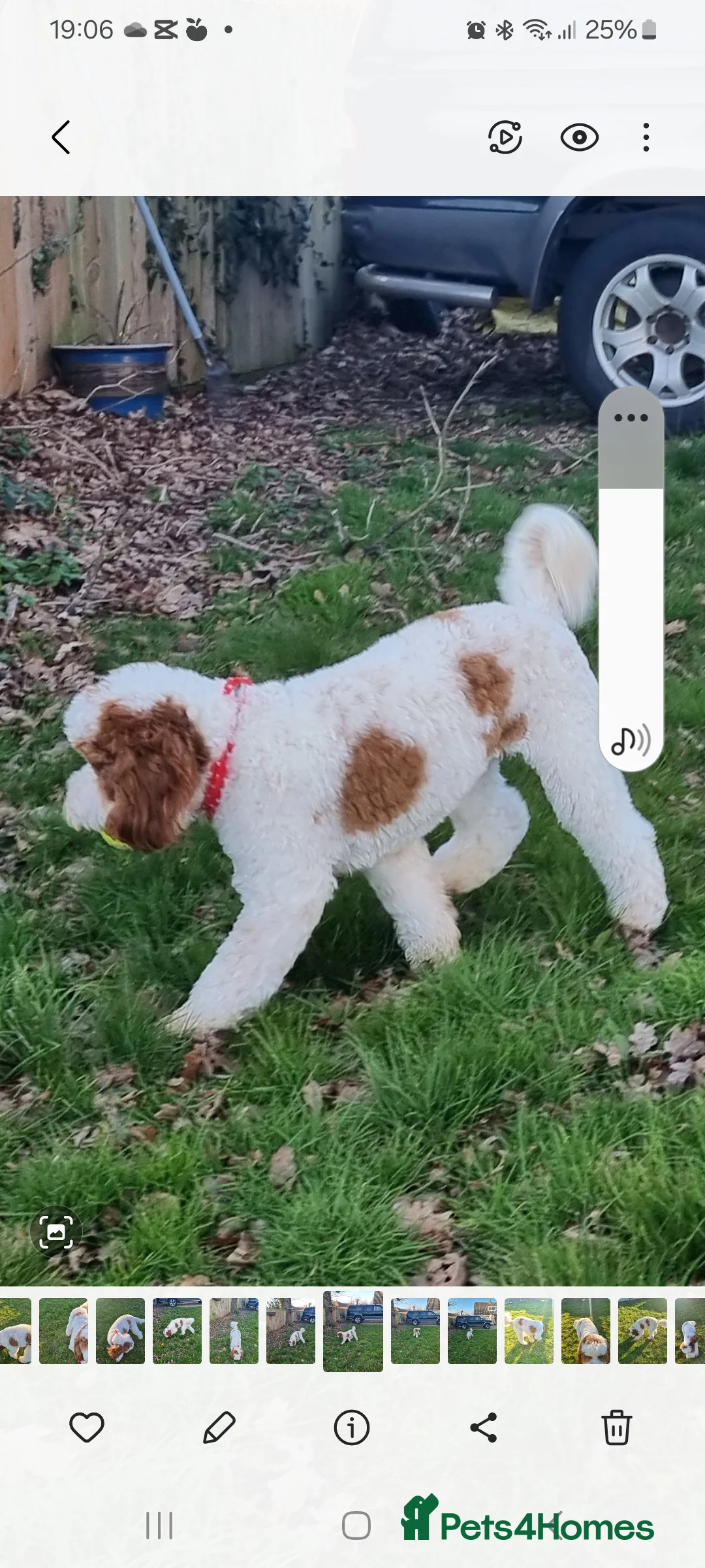 Labradoodle dogs for stud: Mr Lover Lover -"Bandit" Stunning Mini Doodle STUD in Bury Saint Edmunds - Advert 8