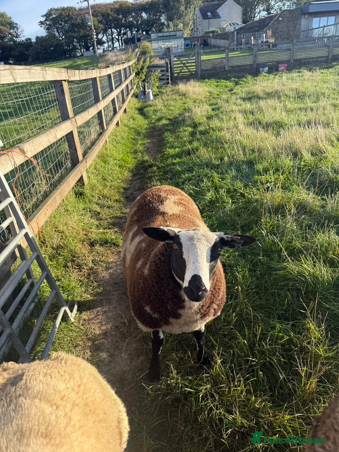 Sheep livestock for sale: Dutch Spotted × Zwartble ewe lambs - Advert 2
