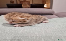 British Shorthair cats for sale: GCCF High Quality Chubby BritishShorthair Kittens. - Image 7