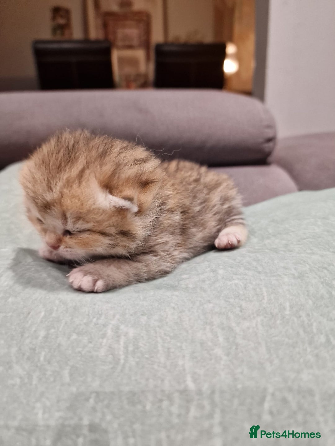 British Shorthair cats for sale: GCCF High Quality Chubby BritishShorthair Kittens. - Image 7