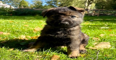 German Shepherd dogs - Advert 9