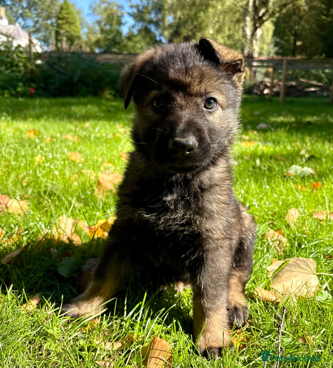 German Shepherd dogs for sale: Ready now, Liverpool, Health Tested Parents - Image 2
