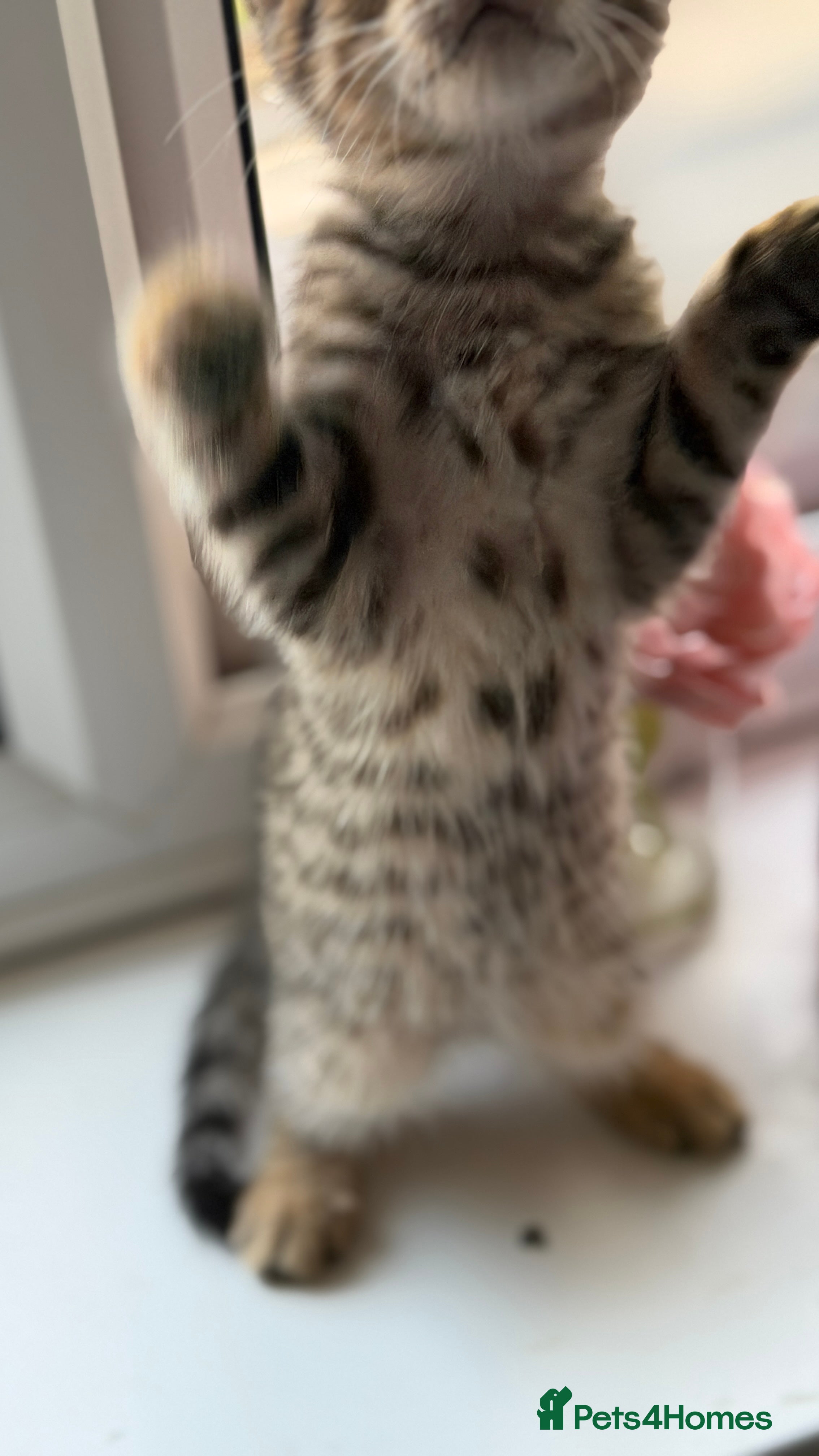 Domestic Shorthair cats Domestic Shorthair Tabby - Advert 10