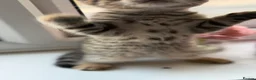 Domestic Shorthair cats for sale: Domestic Shorthair Tabby - Advert 4
