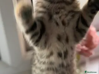 Domestic Shorthair cats Domestic Shorthair Tabby - Advert 6