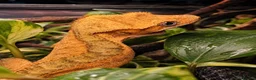Gecko reptiles for sale: Crested Gecko  - Advert 2
