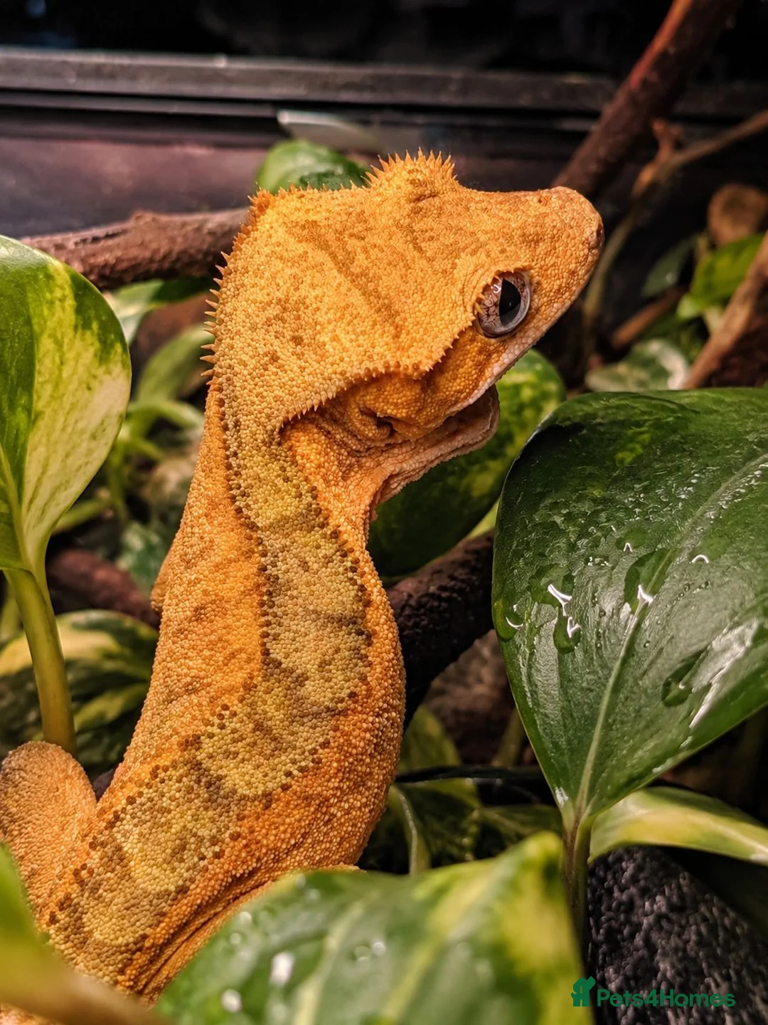 Gecko reptiles for sale: Crested Gecko  - Advert 2