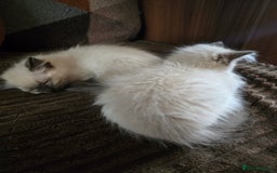 Ragdoll cats for sale:  ragdoll kittens parents gccf registered  - Image 18