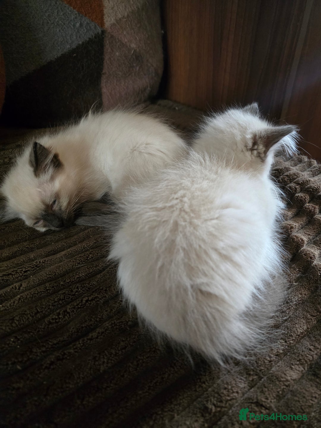 Ragdoll cats for sale:  ragdoll kittens parents gccf registered  - Image 18