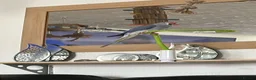 Ringnecks birds for sale: Male and female ringneck for rehome in Ryde - Advert 16