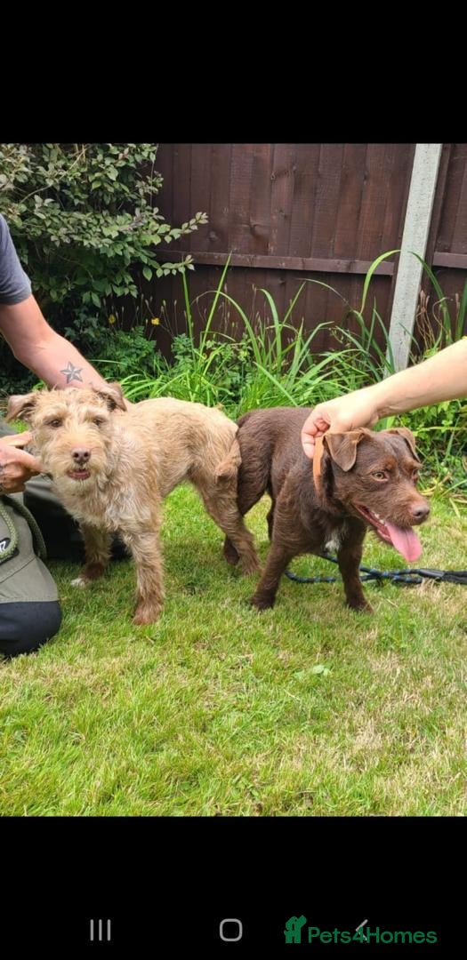 Patterdale Terrier dogs Vinnie up for stud proven - Advert 1