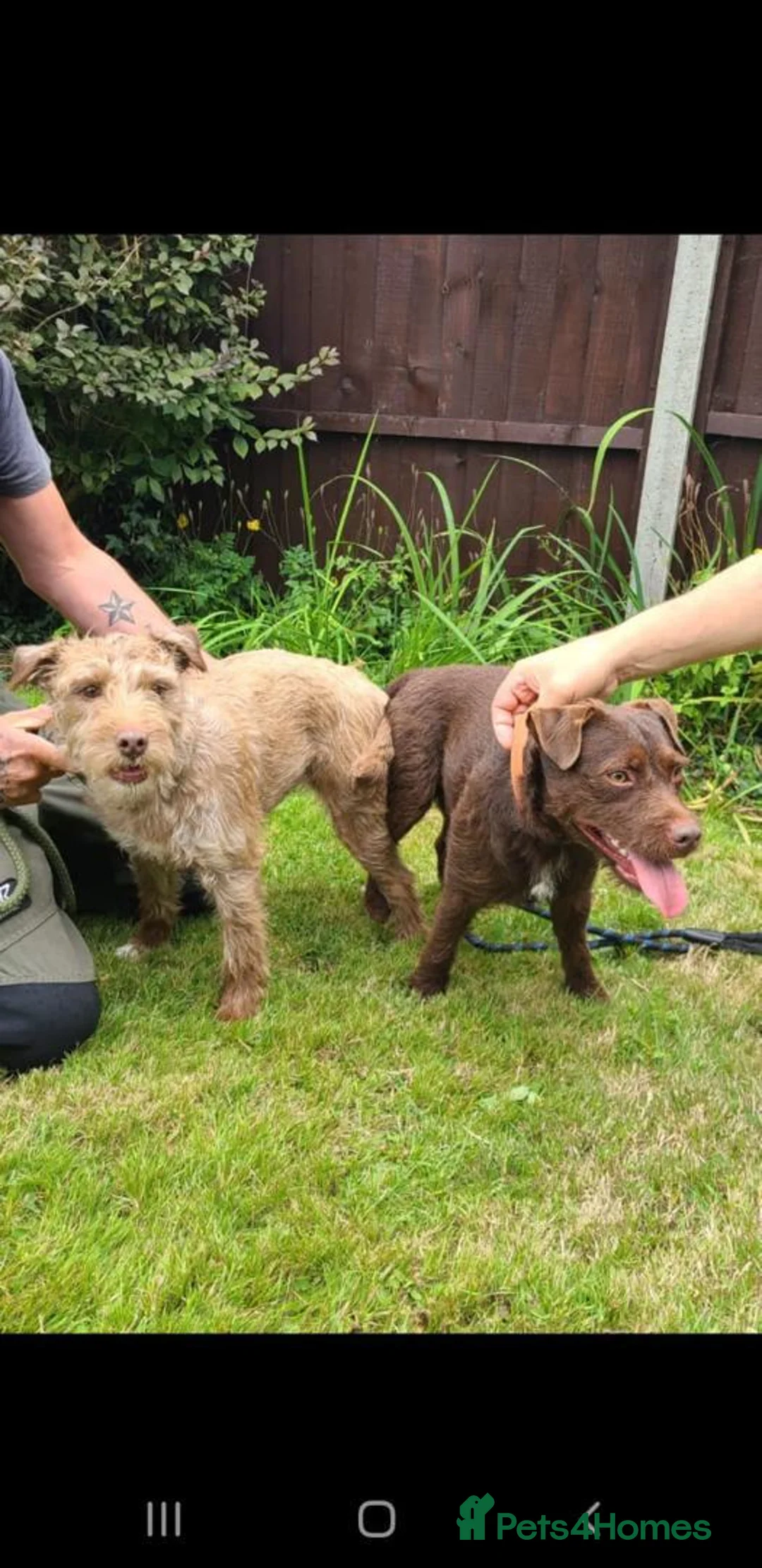 Patterdale Terrier dogs for stud: Vinnie up for stud proven - Advert 1