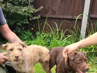 Patterdale Terrier dogs Vinnie up for stud proven - Advert 1