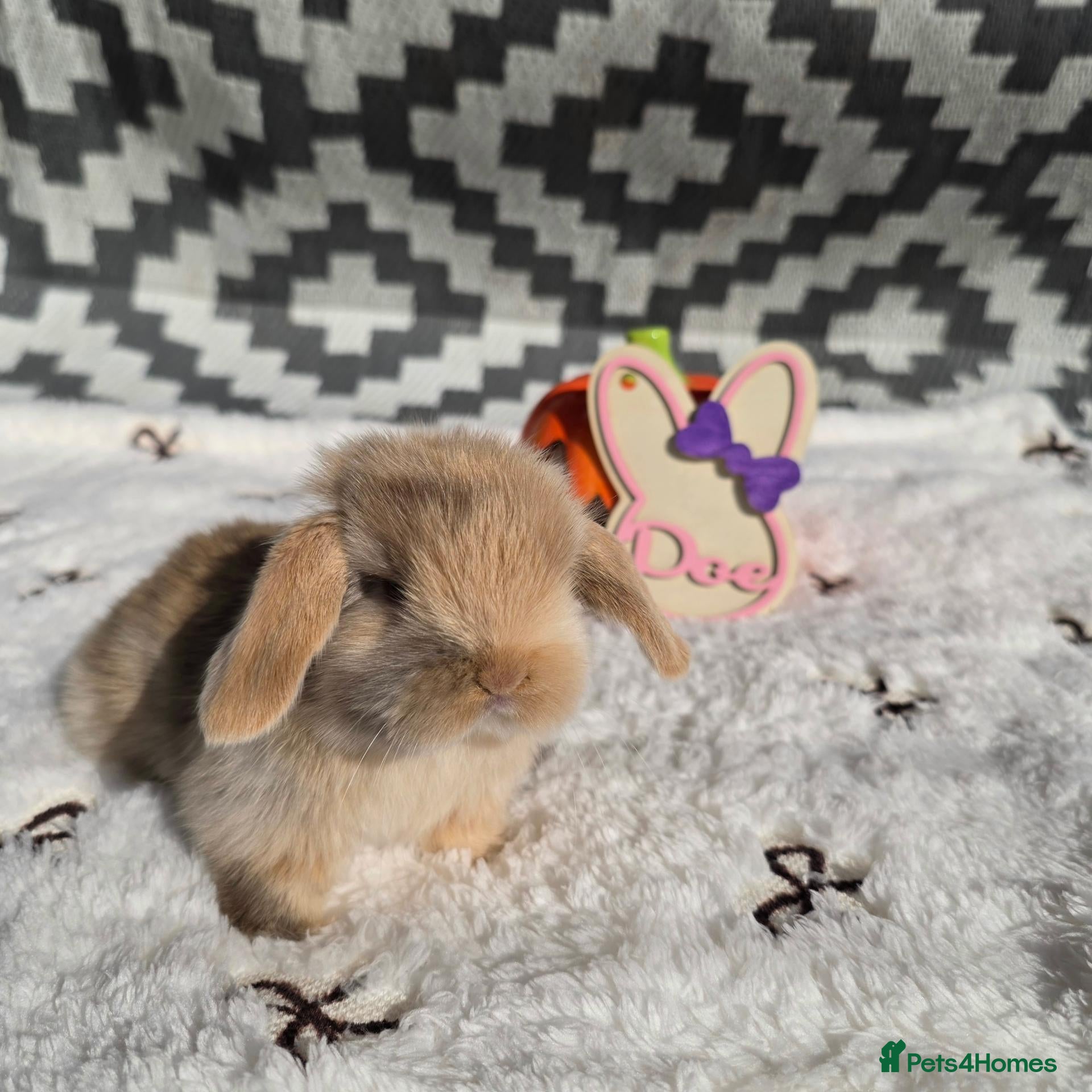 Mini Lop rabbits Purebred Mini lops stunning litter  - Advert 18