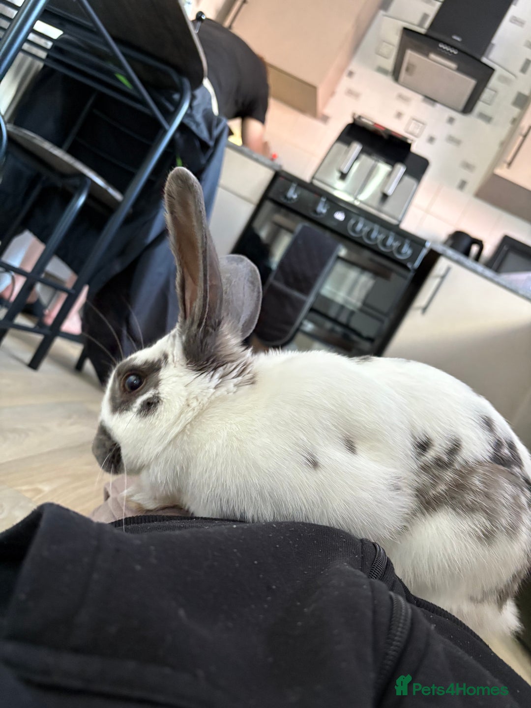 Mixed Breed rabbits for sale: Lovely cuddly bunny - Image 6