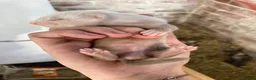 Ferret rodents for sale: 9 ferret kits - Advert 15