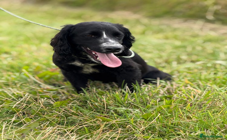 Cocker Spaniel dogs - Advert 16