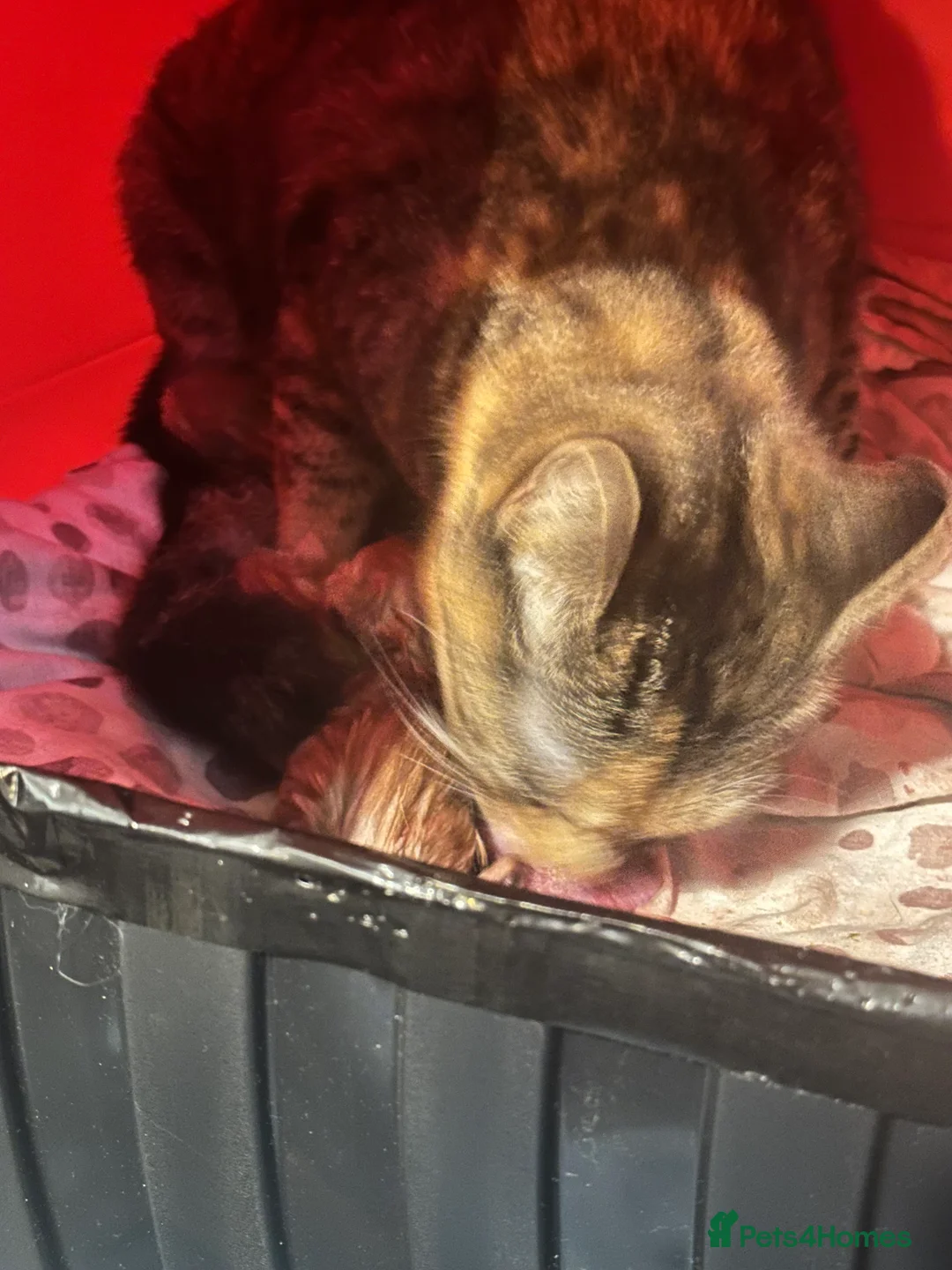 Mixed Breed cats for sale: Beautiful orange kittens  - Advert 1