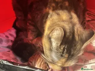 Mixed Breed cats Beautiful orange kittens in Haverhill - Advert 5