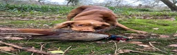Cocker Spaniel dogs for stud: Milk Hobnob ‘Crumpet’ for Stud  in Bridport - Advert 8