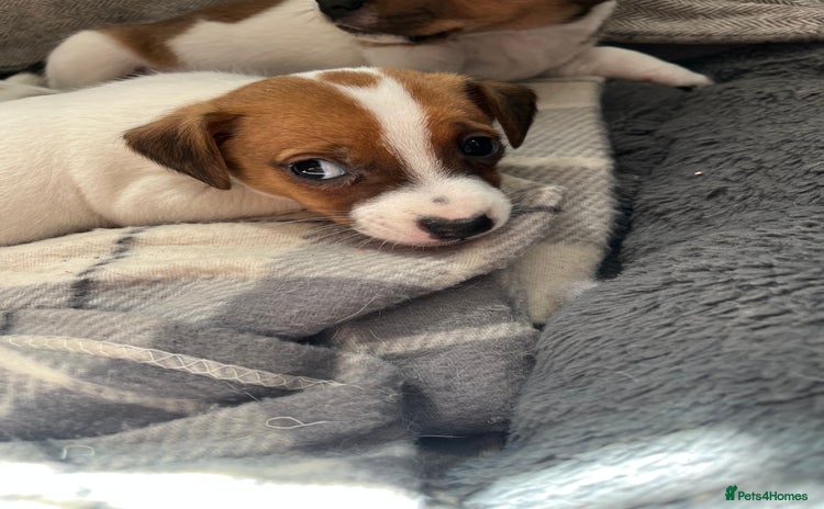 Jack Russell dogs - Advert 1